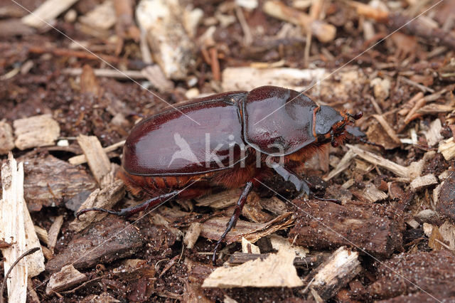 Neushoornkever (Oryctes nasicornis)