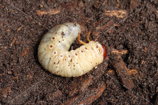 Neushoornkever (Oryctes nasicornis)