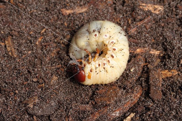 Neushoornkever (Oryctes nasicornis)