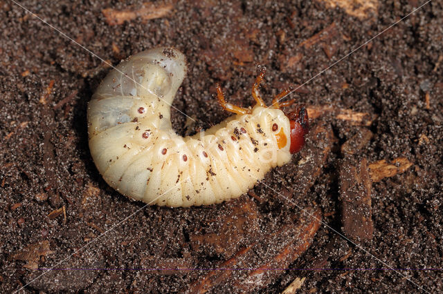 Neushoornkever (Oryctes nasicornis)