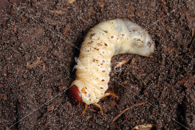 Neushoornkever (Oryctes nasicornis)