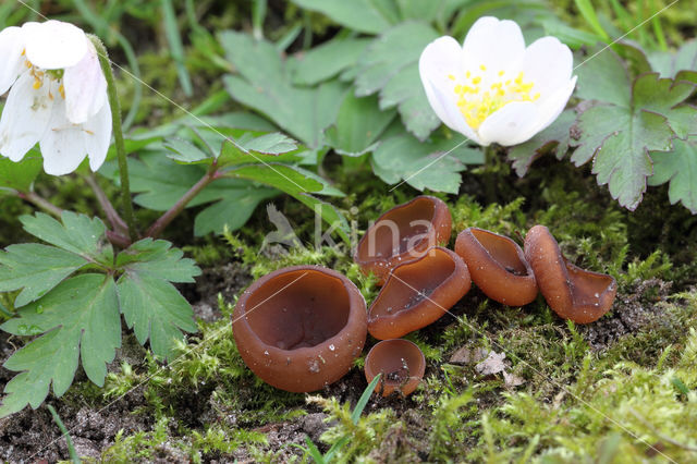 anemonenbekerzwam (dumontinia tuberosa)