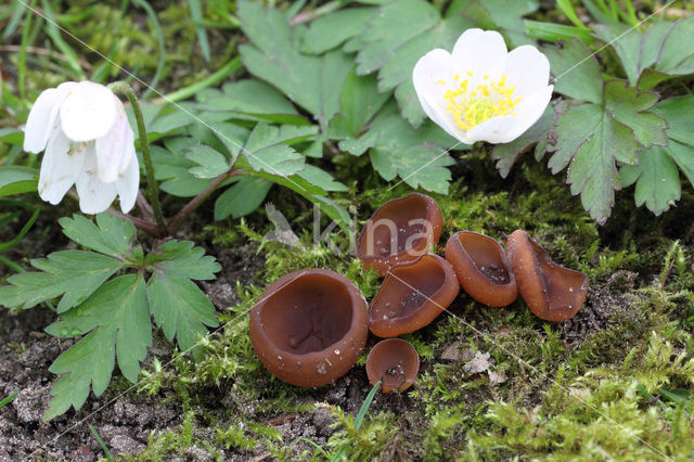 anemonenbekerzwam (dumontinia tuberosa)