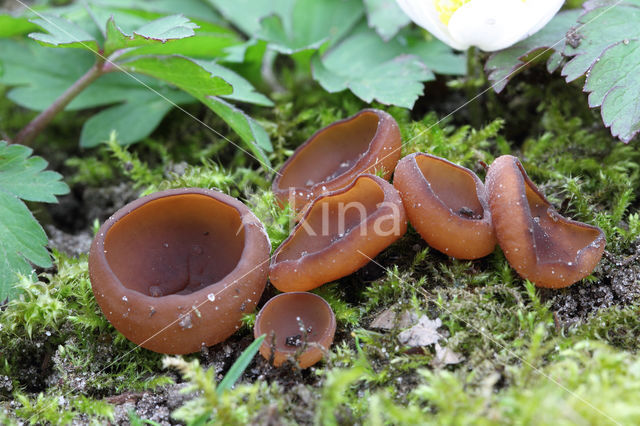 anemonenbekerzwam (dumontinia tuberosa)