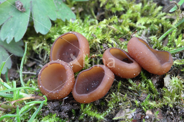 anemonenbekerzwam (dumontinia tuberosa)