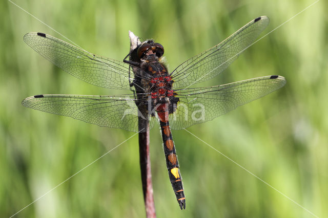 Gevlekte witsnuitlibel (Leucorrhinia pectoralis)