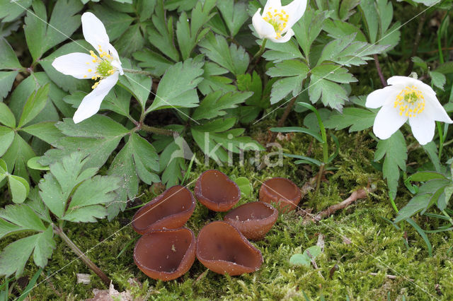 anemonenbekerzwam (dumontinia tuberosa)