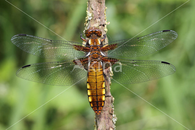 Platbuik (Libellula depressa)