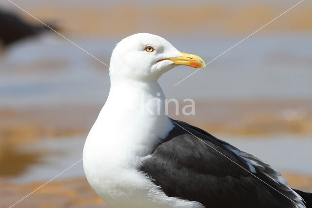 Kleine Mantelmeeuw (Larus fuscus)