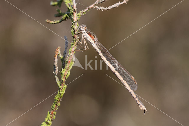 Bruine winterjuffer (Sympecma fusca)