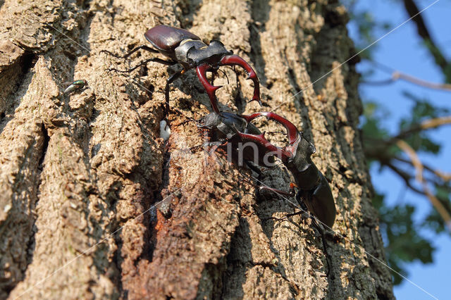 Vliegend hert (Lucanus cervus)