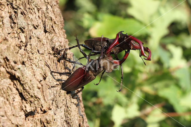 Vliegend hert (Lucanus cervus)