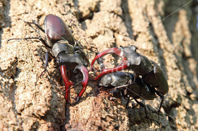 Vliegend hert (Lucanus cervus)