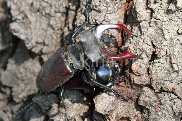 Vliegend hert (Lucanus cervus)