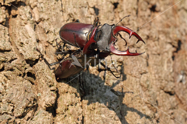 Vliegend hert (Lucanus cervus)