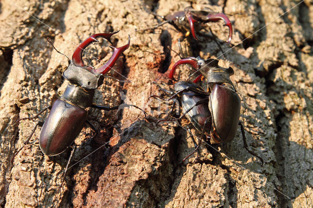 Vliegend hert (Lucanus cervus)