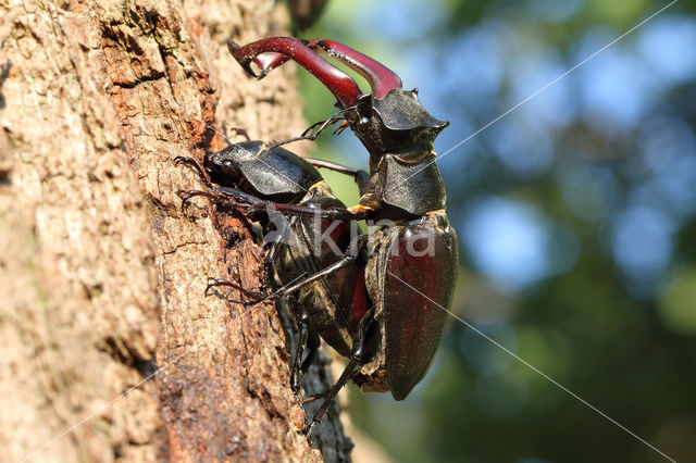 Vliegend hert (Lucanus cervus)