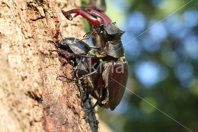 Vliegend hert (Lucanus cervus)