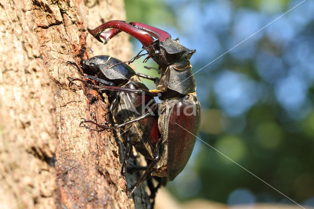 Vliegend hert (Lucanus cervus)