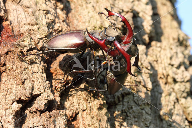 Stag Beetle (Lucanus cervus)