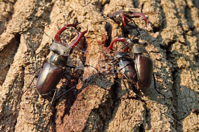 Stag Beetle (Lucanus cervus)