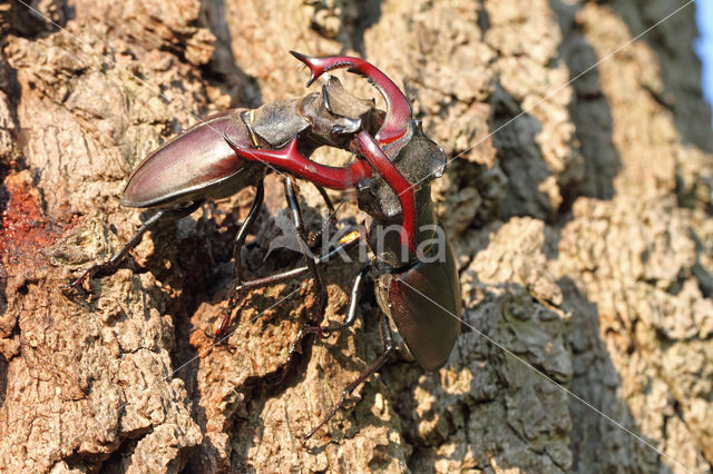 Vliegend hert (Lucanus cervus)