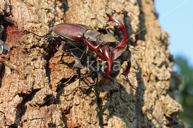 Vliegend hert (Lucanus cervus)