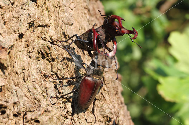 Vliegend hert (Lucanus cervus)