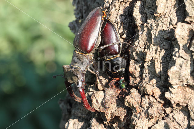 Stag Beetle (Lucanus cervus)