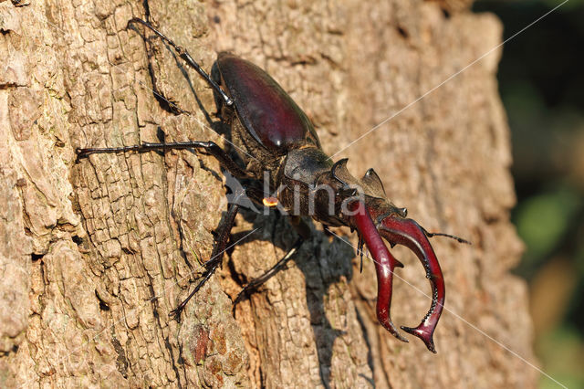 Vliegend hert (Lucanus cervus)