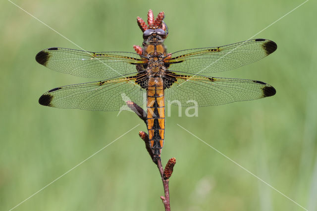 Bruine korenbout (Libellula fulva)