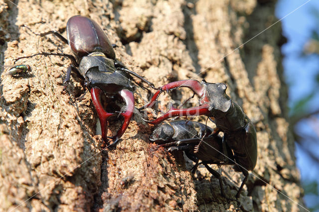 Stag Beetle (Lucanus cervus)