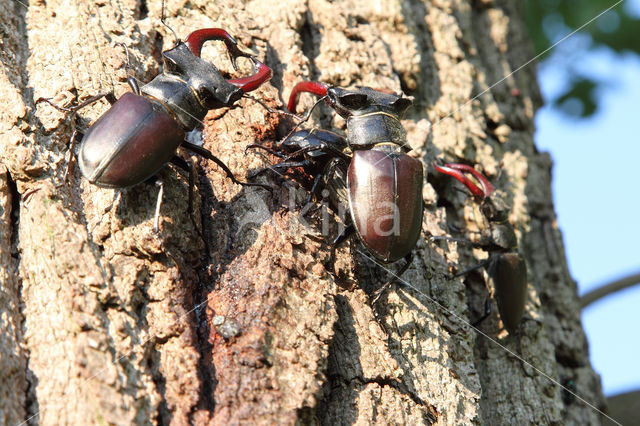 Stag Beetle (Lucanus cervus)