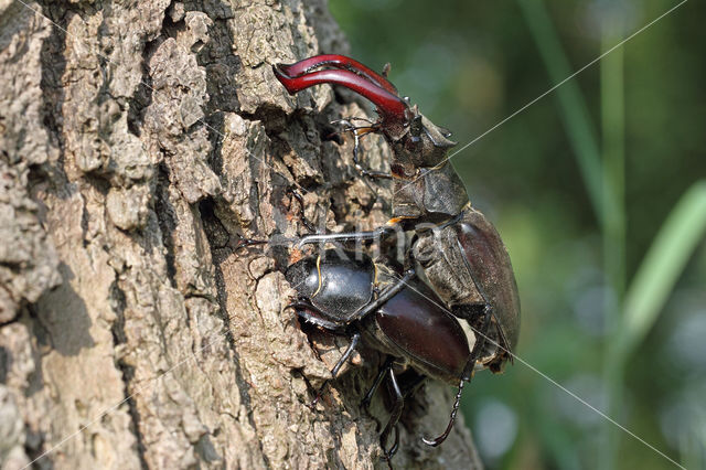 Stag Beetle (Lucanus cervus)