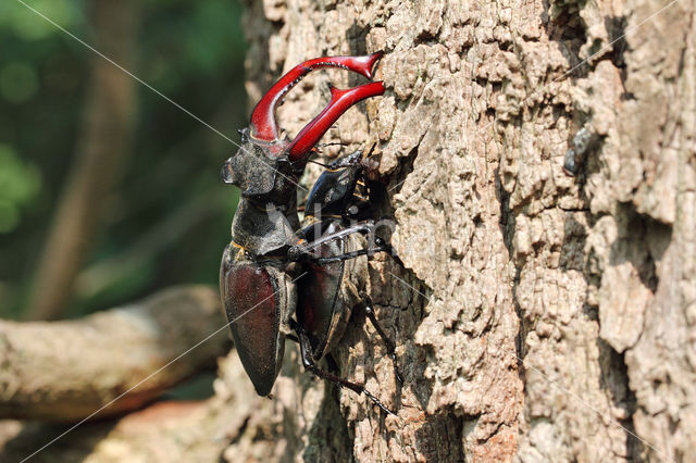 Stag Beetle (Lucanus cervus)