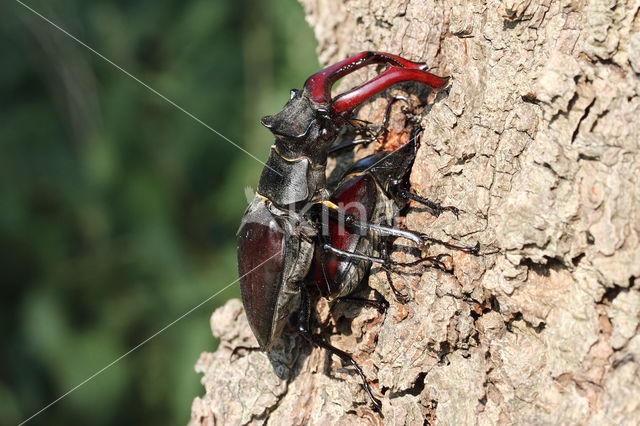 Stag Beetle (Lucanus cervus)