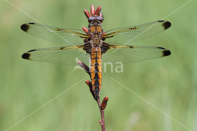 Bruine korenbout (Libellula fulva)