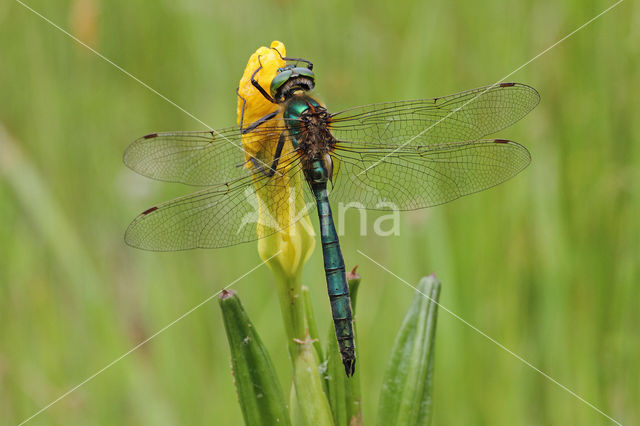 Metaalglanslibel (Somatochlora metallica)