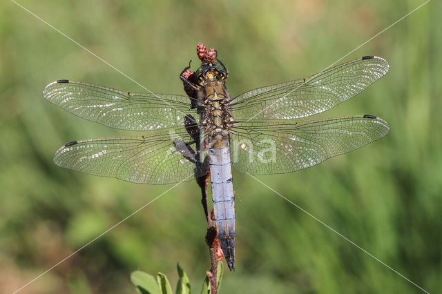 Black-tailed Skimmer (Orthetrum cancellatum)