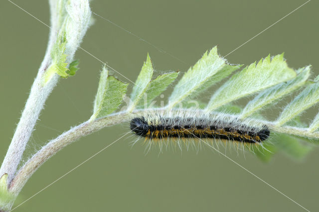 Groot geaderd witje (Aporia crataegi)