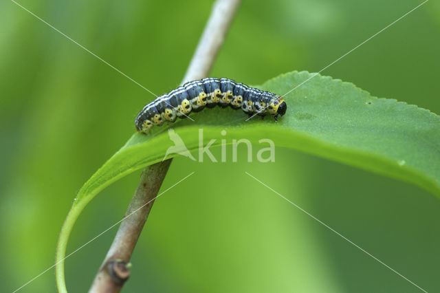 Sporkehoutspanner (Philereme vetulata)