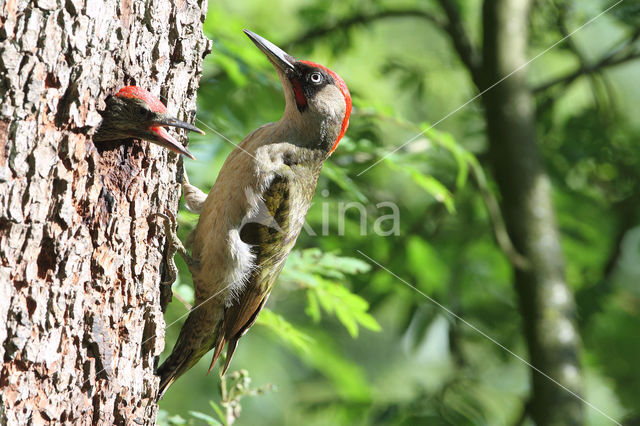 groene specht (Picus viridis sharpei)