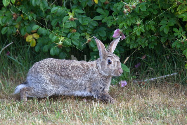 Konijn (Oryctolagus cuniculus)