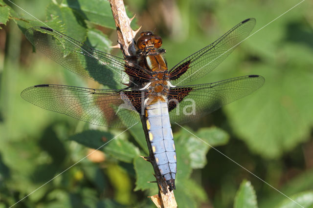 Platbuik (Libellula depressa)