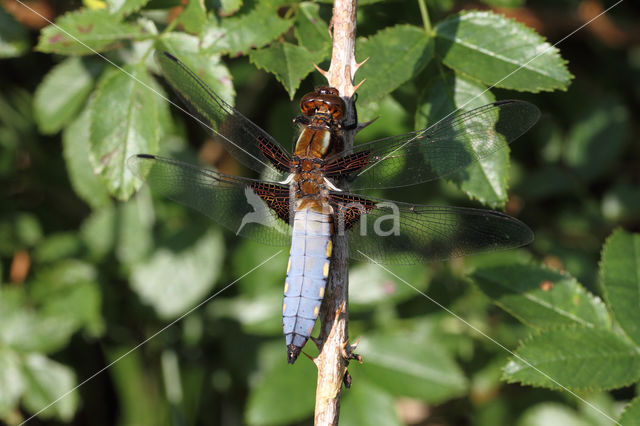 Platbuik (Libellula depressa)