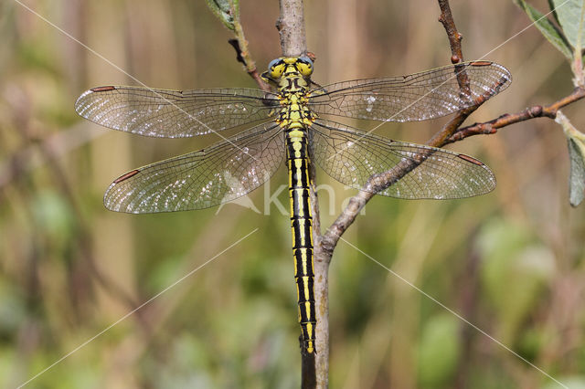 Plasrombout (Gomphus pulchellus)