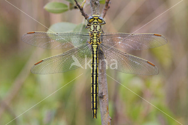 Plasrombout (Gomphus pulchellus)