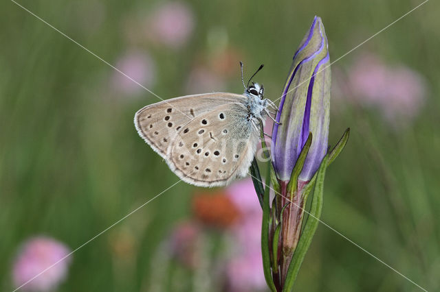 Gentiaanblauwtje (Maculinea alcon)