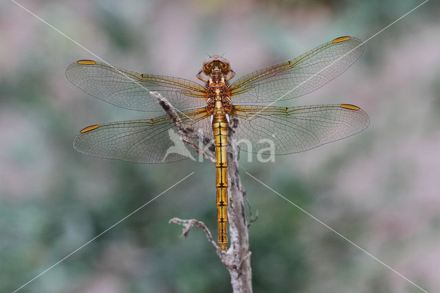 Beekoeverlibel (Orthetrum coerulescens)