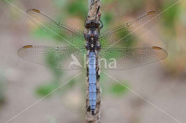 Beekoeverlibel (Orthetrum coerulescens)